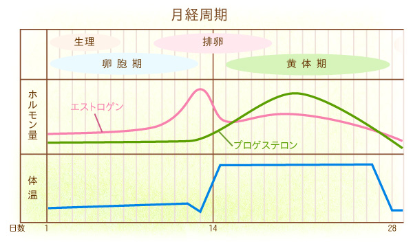 月経周期のグラフ